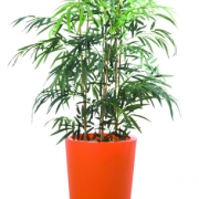 plante-bambou-bac-orange